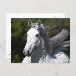 Bob Langrish   Grey Andalucian Stallion Headshot Postcard