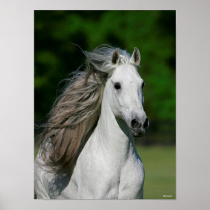 Bob Langrish   Grey Andalucian Stallion Headshot Poster
