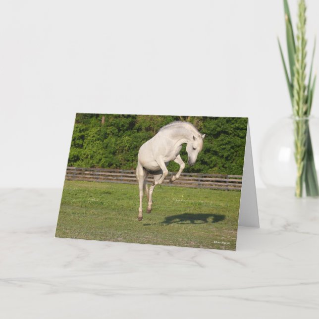 Bob Langrish | Grey Andalucian Stallion Leaping Card (Front)