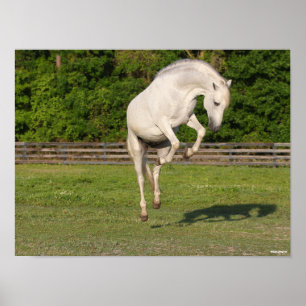 Bob Langrish Grey Andalucian Stallion Leaping Poster