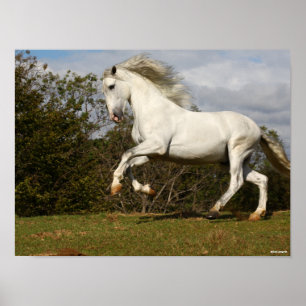 Bob Langrish Grey Andalucian Stallion Leaping Poster