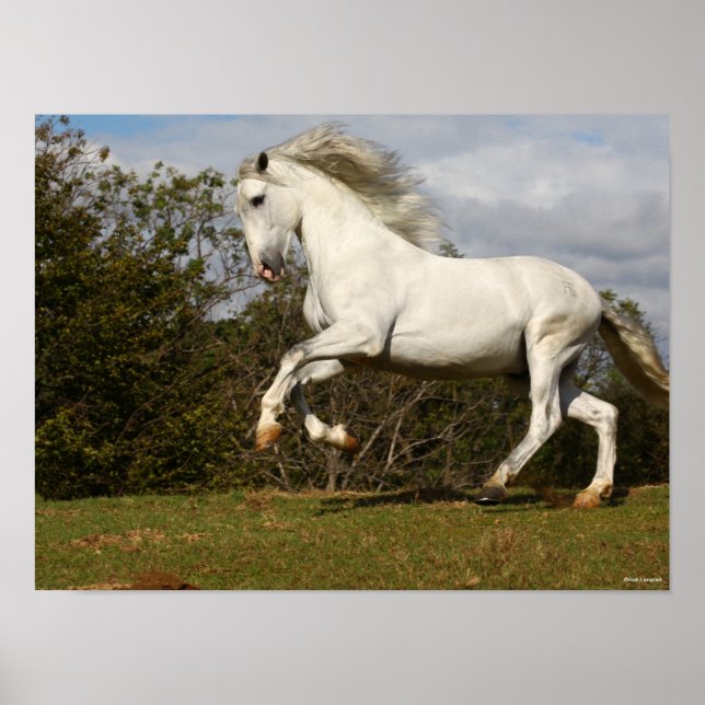 Bob Langrish | Grey Andalucian Stallion Leaping Poster (Front)