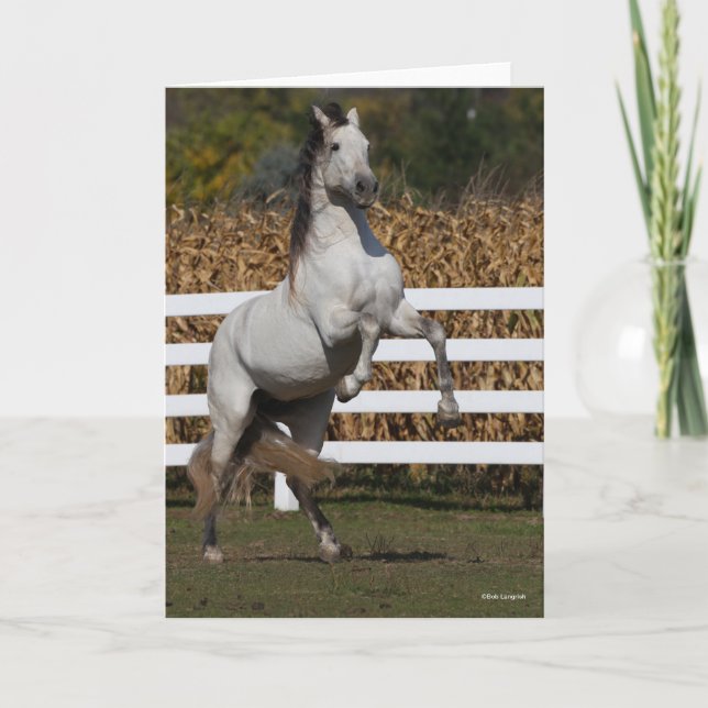 Bob Langrish | Grey Andalucian Stallion Rearing Card (Front)