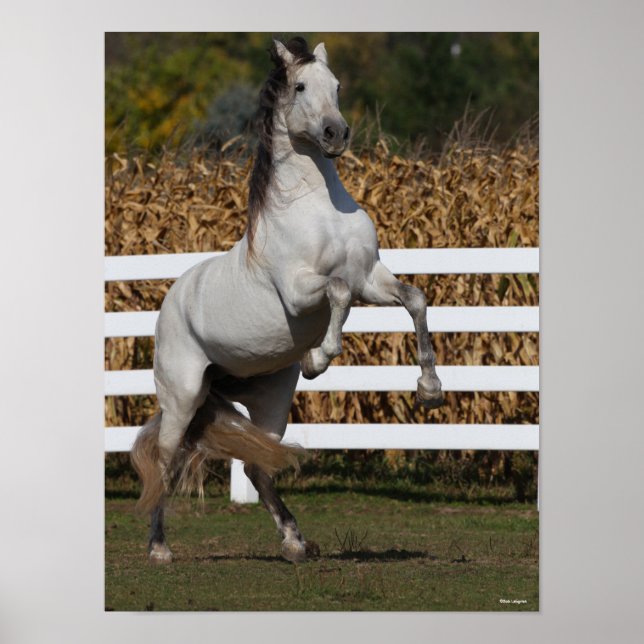 Bob Langrish | Grey Andalucian Stallion Rearing Poster (Front)