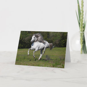 Bob Langrish   Grey Andalucian Stallion Running Card