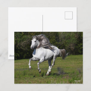 Bob Langrish Grey Andalucian Stallion Running Postcard