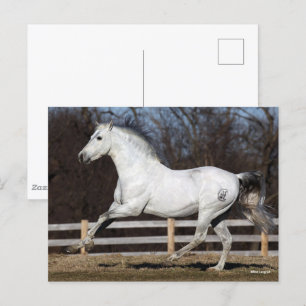 Bob Langrish Grey Andalucian Stallion Running Postcard