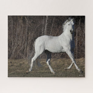 Bob Langrish Grey Andalucian Stallion Walking Jigsaw Puzzle