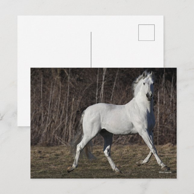 Bob Langrish | Grey Andalucian Stallion Walking Postcard (Front/Back)