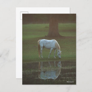 Bob Langrish   Grey Arab Grazing Water Reflection Postcard