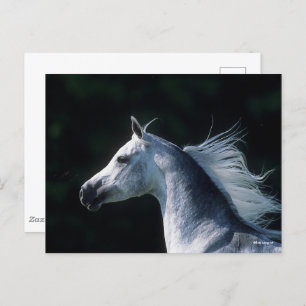 Bob Langrish   Grey Arab Headshot 3 Postcard