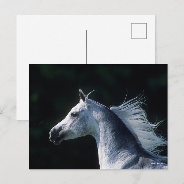 Bob Langrish | Grey Arab Headshot 3 Postcard (Front/Back)