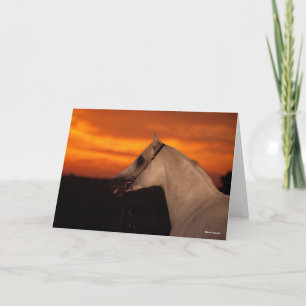 Bob Langrish   Grey Arab headshot at Sunset Card