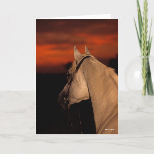 Bob Langrish   Grey Arab headshot At Sunset Card