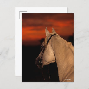 Bob Langrish   Grey Arab headshot At Sunset Postcard