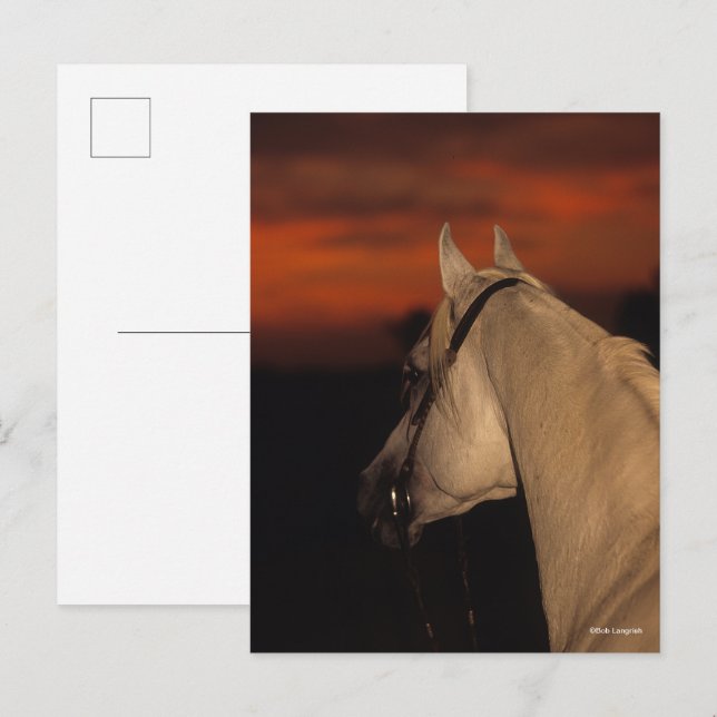 Bob Langrish | Grey Arab headshot At Sunset Postcard (Front/Back)