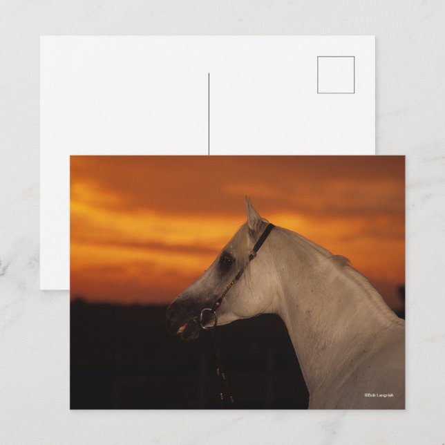 Bob Langrish | Grey Arab headshot at Sunset Postcard (Front/Back)