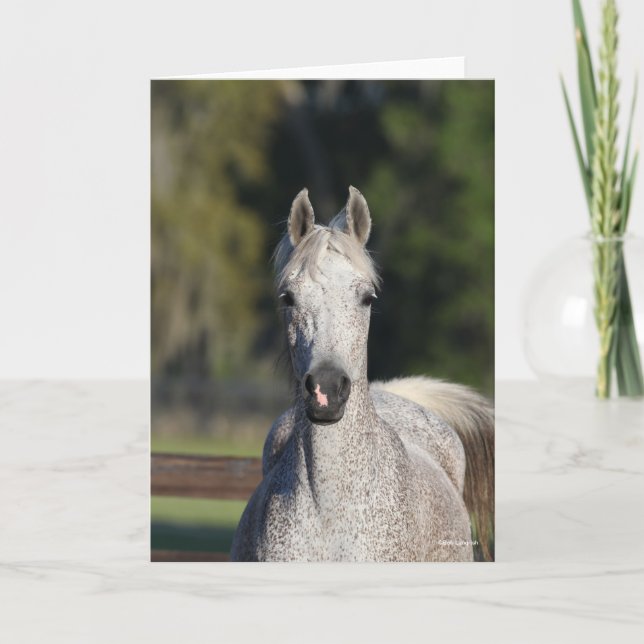 Bob Langrish | Grey Arab headshot Card (Front)