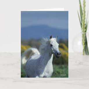 Bob Langrish   Grey Arab Headshot Card