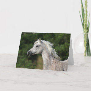 Bob Langrish   Grey Arab Headshot Card