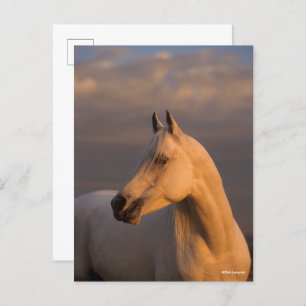 Bob Langrish   Grey Arab Headshot Evening Light Postcard