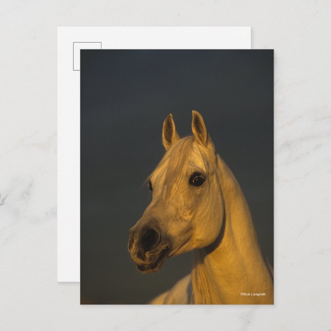 Bob Langrish | Grey Arab Headshot In Sunset Postcard (Front/Back)