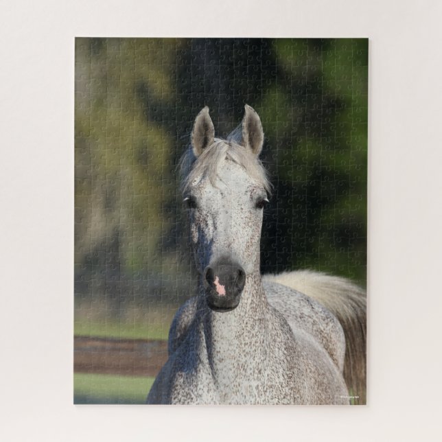 Bob Langrish | Grey Arab headshot Jigsaw Puzzle (Vertical)