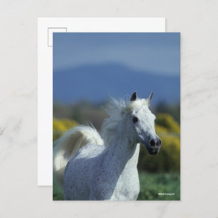 Bob Langrish   Grey Arab Headshot Postcard