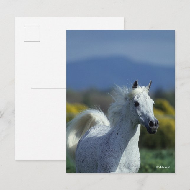 Bob Langrish | Grey Arab Headshot Postcard (Front/Back)