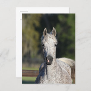 Bob Langrish   Grey Arab headshot Postcard