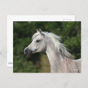 Bob Langrish   Grey Arab Headshot Postcard