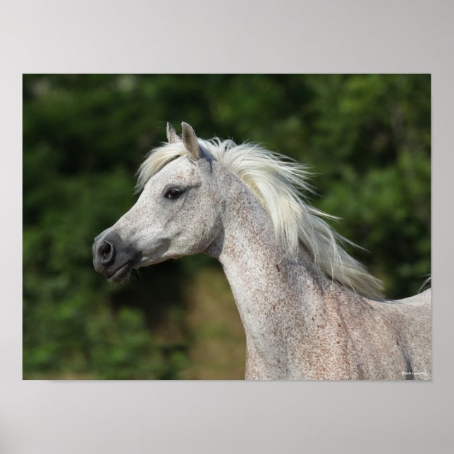Bob Langrish | Grey Arab Headshot Poster (Front)