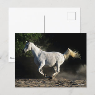 Bob Langrish Grey Arab Mare Running Postcard