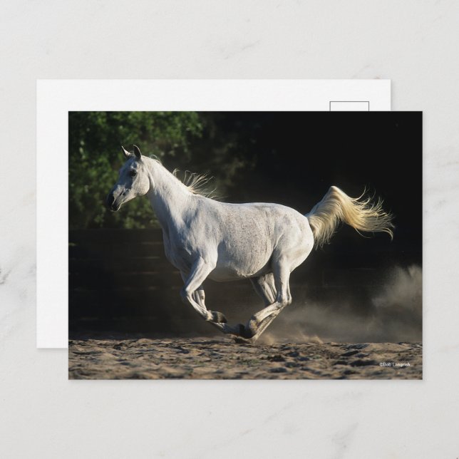 Bob Langrish | Grey Arab Mare Running Postcard (Front/Back)