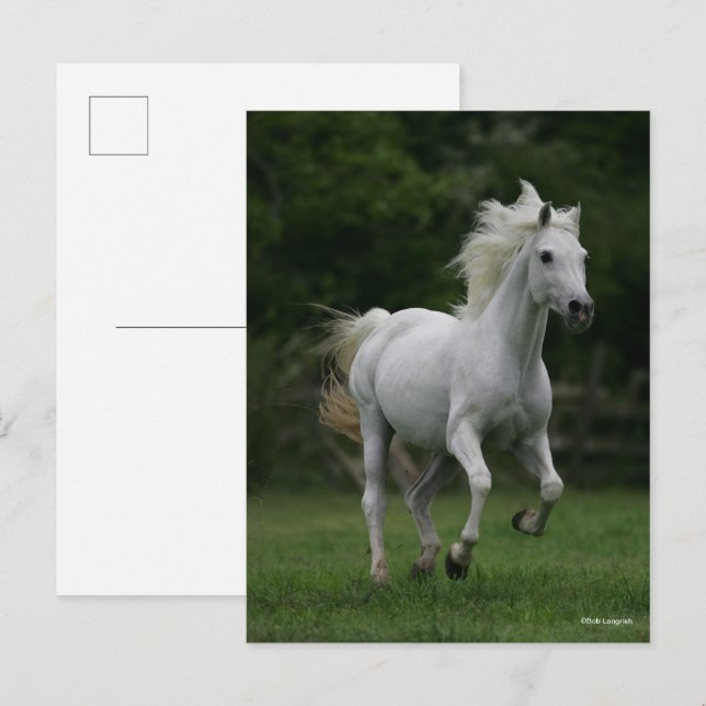 Bob Langrish | Grey Arab Running Mane Flowing Postcard (Front/Back)