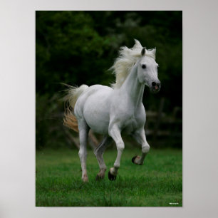 Bob Langrish Grey Arab Running Mane Flowing Poster