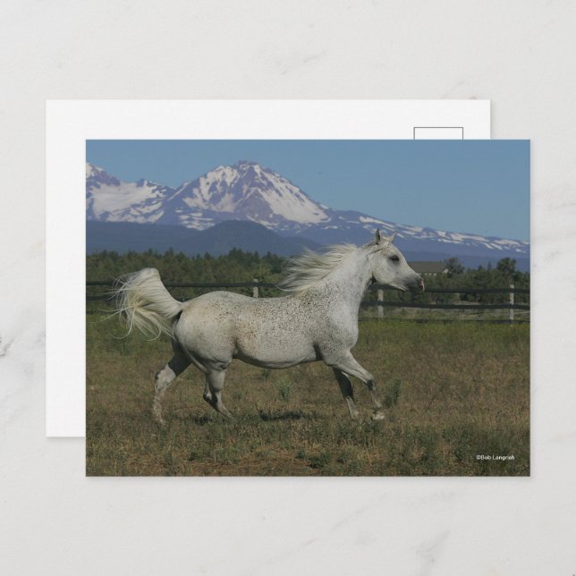Bob Langrish Grey Arab Running Mountain Background Postcard (Front/Back)