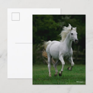 Bob Langrish Grey Arab Running Postcard