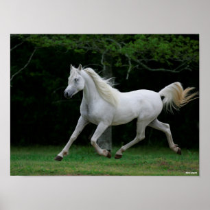 Bob Langrish Grey Arab Running Poster