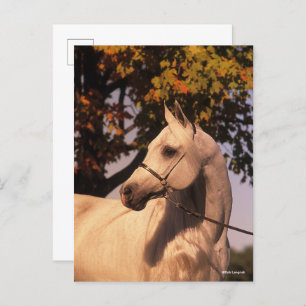 Bob Langrish   Grey Arab Stallion Headshot 4 Postcard