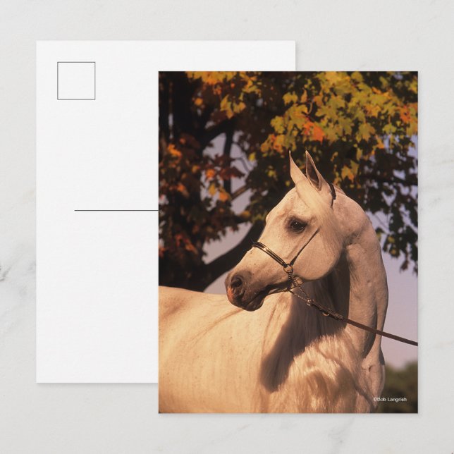Bob Langrish | Grey Arab Stallion Headshot 4 Postcard (Front/Back)