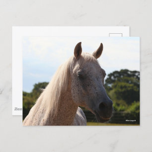 Bob Langrish   Grey Arab Stallion Headshot Backlit Postcard