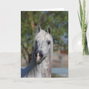 Bob Langrish   Grey Arab Stallion Headshot Card