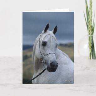 Bob Langrish   Grey Arab Stallion Headshot Card