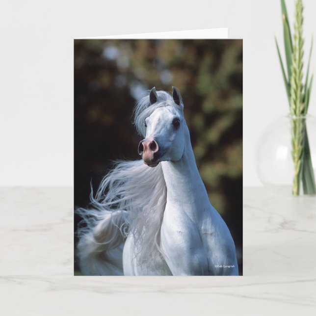 Bob Langrish | Grey Arab Stallion Headshot Card (Front)