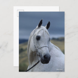 Bob Langrish   Grey Arab Stallion Headshot Postcard