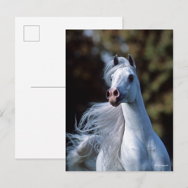 Bob Langrish | Grey Arab Stallion Headshot Postcard (Front/Back)