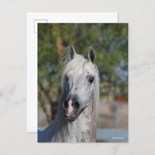 Bob Langrish   Grey Arab Stallion Headshot Postcard