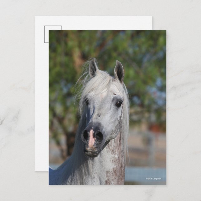 Bob Langrish | Grey Arab Stallion Headshot Postcard (Front/Back)