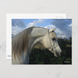 Bob Langrish   Grey Arab Stallion Headshot Postcard